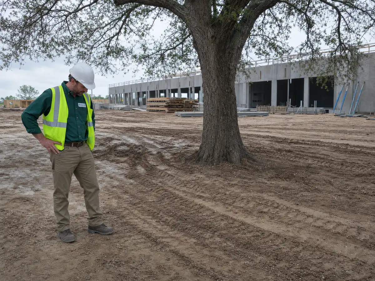 A Legacy Tree Care arborist looking down at vehicle ruts compacted into bare soil across the root zone of a mature tree, on a construction site