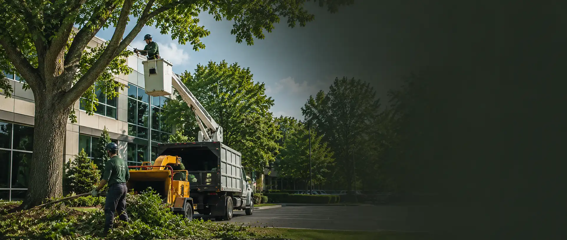 A Legacy Tree Care crew working on trees at a commercial office property, one arborist pruning from a bucket lift while another feeds brush into a chipper